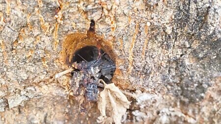 毒樹凶手吳姓里長在樹上鑽孔後倒入落葉劑,盼藉嚴重落葉的情況,加速鎮公所移除竄根的路樹。(蕭嘉蕙攝)