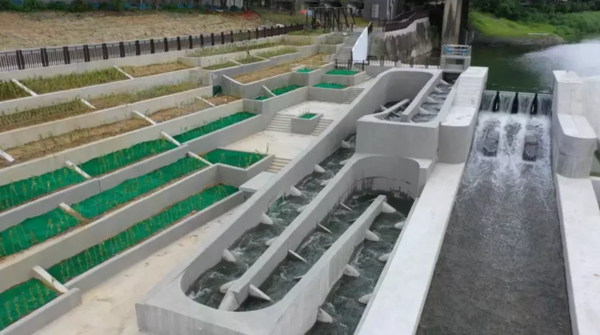 碧潭魚道採用豎槽斜隔壁水池設計。圖／新北市水利局提供