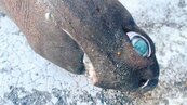 台東漁民捕獲怪魚　國際易危物種現蹤