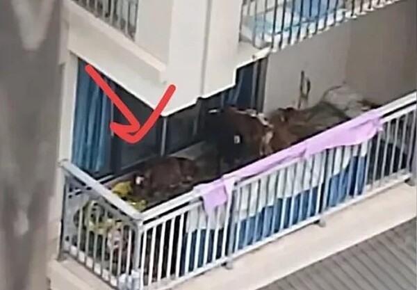 四川南充有居民在五樓陽台養了七頭牛被投訴。圖/取材自科技生活快報