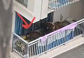 四川小區5樓陽台養著7頭牛　網驚：怎麼搬上去的？