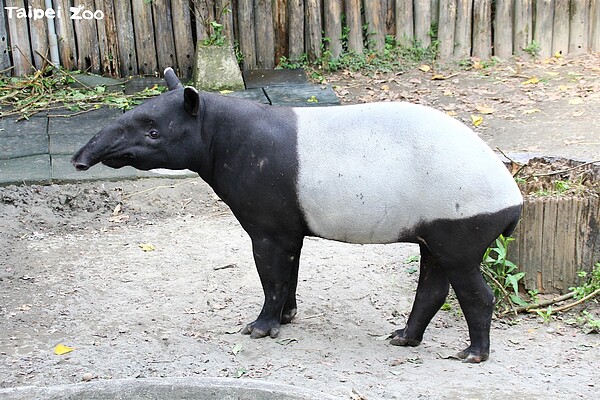 台北市立動物園動物明星馬來貘「貘克」於18日下午死亡。圖／台北市立動物園提供