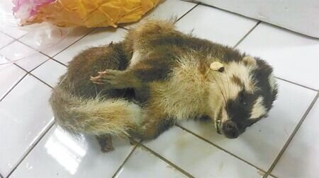 狂犬病是重要人畜共通疾病，花蓮今年至今已送驗41件，1例為狂犬病陽性，顯示戶外野生動物仍具有風險性，民眾需提高警覺。（資料照片）