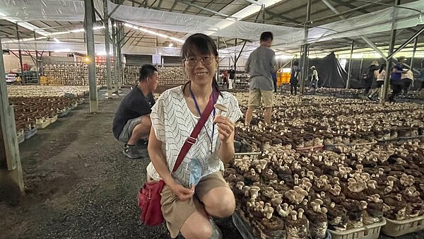 民眾採菇體驗。圖/農業局提供