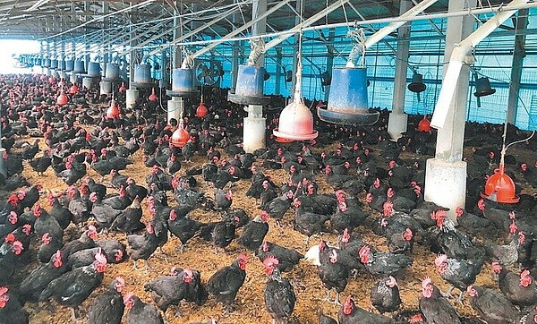 疑似因高溫炎熱,嘉義縣入夏以來,飼養雞隻死亡率增加,目前通報數已達2090隻,是去年全年總數的2倍以上。圖/嘉義縣家畜疾病防治所提供