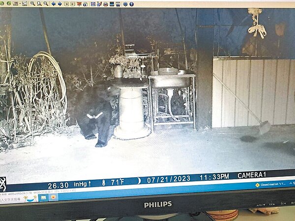 廬山部落蜂農18日通報，蜂箱疑遭台灣黑熊打開吃光蜂蜜。圖為南投林管處設置相機監測，21日深夜拍到黑熊出沒。（南投林管處提供／楊靜茹南投傳真）