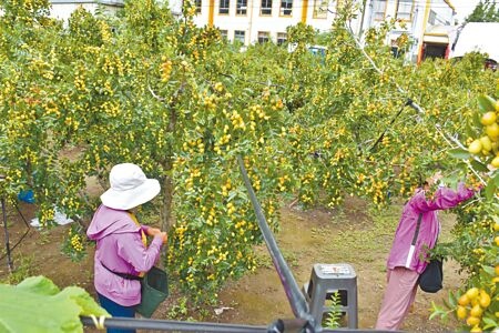 苗栗縣公館鄉紅棗節22日登場，吸引許多遊客前來採摘紅棗。（謝明俊攝）