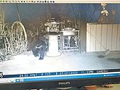 黑熊闖廬山部落　掀開蜂箱吃光蜂蜜