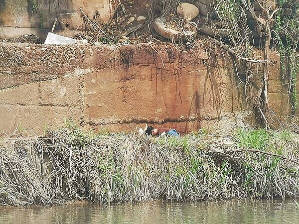 新竹縣鳳山溪遭到艾斯巴達儲存的有機溶劑汙染,邊坡仍有殘存的溶劑。(關西鎮環境守護協會提供/邱立雅竹縣傳真)