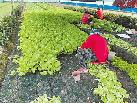 
雲林縣農民擔心蔬果「被颱風收走」，24日先採收部分易受水傷的葉菜類，以免血本無歸。（張朝欣攝）

