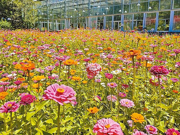 近日武陵農場內百花盛開，除繡球花正值花期巔峰，百日草也爭相綻放，形成一片豔麗花海。 （武陵農場提供／潘虹恩台中傳真）