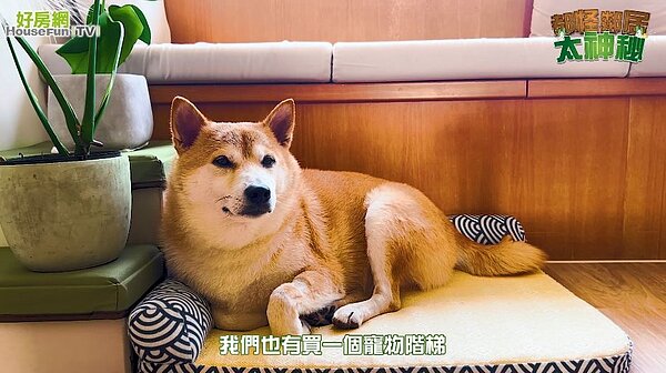 PIA夫婦第一次買房，將老屋翻新成北歐與日式結合的Japandi風格。圖／好房網News攝影