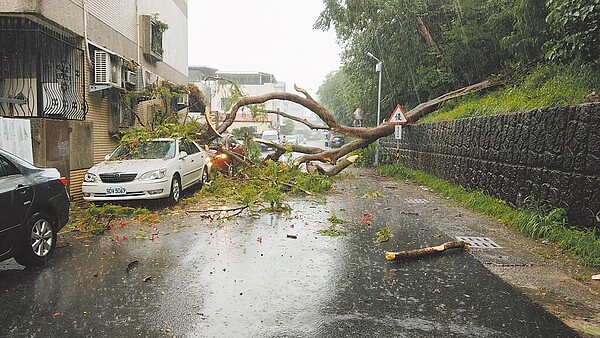 台東市鯉魚山腳下1棵鳳凰木傾倒，壓毀路旁3台汽車和民宅冷氣機，估計損失逾百萬。（民眾提供／蕭嘉蕙台東傳真）