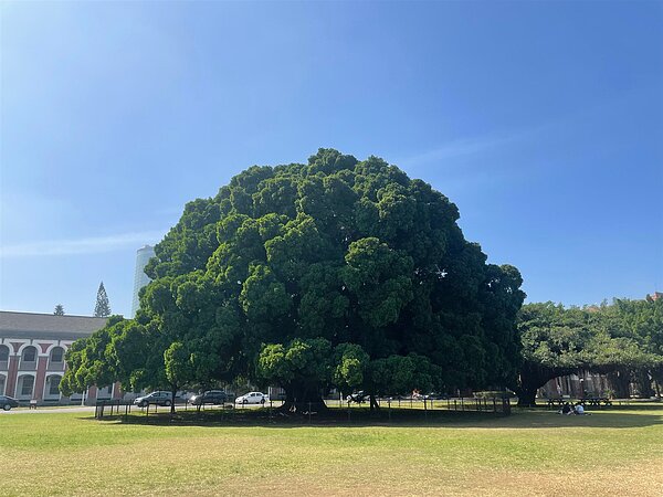 台南市政府新增列管77棵老樹,全市列管老樹累計至352棵。圖為新增列管的東區成功大學編號TN037榕樹。圖/台南市農業局提供