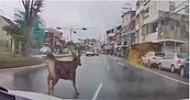 鹿上小心！彰化「這路段」驚見水鹿跨分隔島　縣府：已增設告示牌