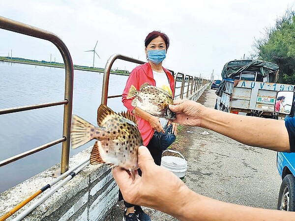 杜蘇芮颱風來襲，彰化雖沒風沒雨，但魚群湧入王功漁港躲颱風，數量暴增，漁民在港邊隨意撒網都可撈到數十隻。（民眾提供／吳建輝彰化傳真）