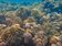 台灣海溫上升釀生態浩劫　逾3成珊瑚白化