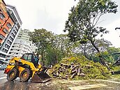 杜蘇芮吹倒高雄多處路樹　車毀難討國賠