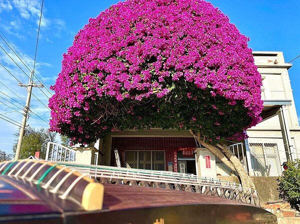 位於金門西村的「鋼盔九重葛」是著名的網紅景點,每年到冬天九重葛全都開滿浪漫紫花,九重葛長成鋼盔,吸引不少遊客前來拍照打卡。圖/民眾提供