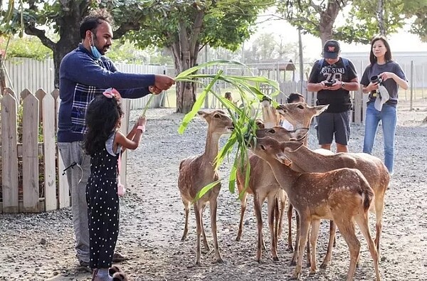 屏東縣恆春鎮鹿境梅花鹿互動體驗園區27日深夜,有竊賊侵人畜舍將2頭剛出生的幼鹿綑綁後拋出牆外運走,恆春警方已尋獲住滿州鄉買家及小鹿,2頭小鹿已交由園區人員帶回。圖/民眾提供