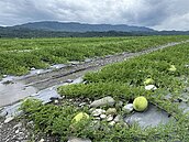 杜蘇芮襲台　全台農損逾5千萬…花蓮最傷