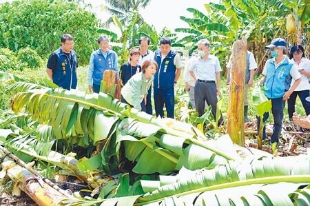 
颱風杜蘇芮肆虐，屏東縣長周春米（前中）29日勘災時發現香蕉不敵強風、攔腰折斷，農民損失慘重。（林和生攝）
