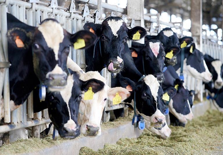 2025台紐貿易協定生效後，紐奶及其製品進口關稅降為零，衝擊我國酪農生計。圖／本報資料照片 