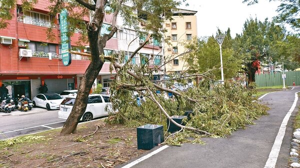 中颱杜蘇芮夾帶強風過境高雄，造成市區許多路樹折斷或傾倒。記者卜敏正／攝影 