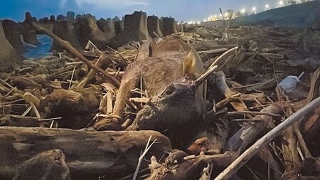 
颱風過後，時常可見貓、狗等小型動物屍體被沖刷至岸際，保育類水鹿是數十年頭一回發現。（蕭嘉蕙攝）
