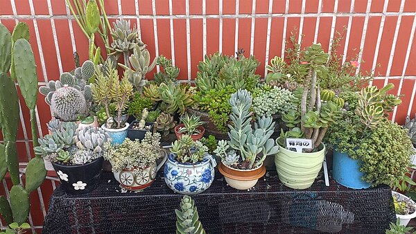 台中市2023逍遙音樂町活動8月5日將於台中軟體園區隆重登場，大里區清潔隊結合大里區公所，將於活動當日以回收再利用的陶、瓷器用品及可愛的多肉植栽小物供民眾兌換。圖／台中市政府提供