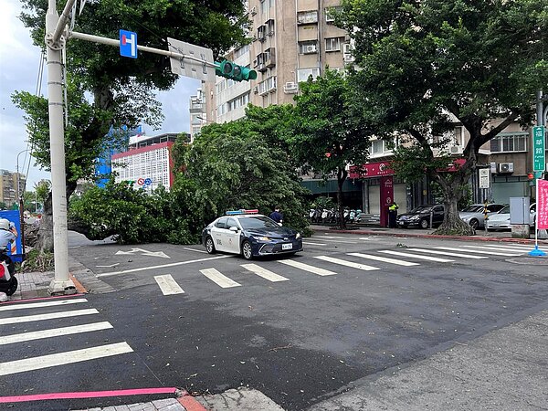 北市士林區一棵大榕樹疑似不敵風雨倒塌,連地磚也連帶掀起。圖/取自靠北天母幫臉書社團