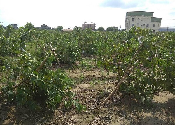 受到杜蘇芮颱風影響,高雄農產業受損嚴重,高雄市農業局成功爭取農產業天然災害現金救助及低利貸款,並經農業部公告自8月3日至8月14日止(假日不休息)受理農民申報。圖/高雄市農業局提供