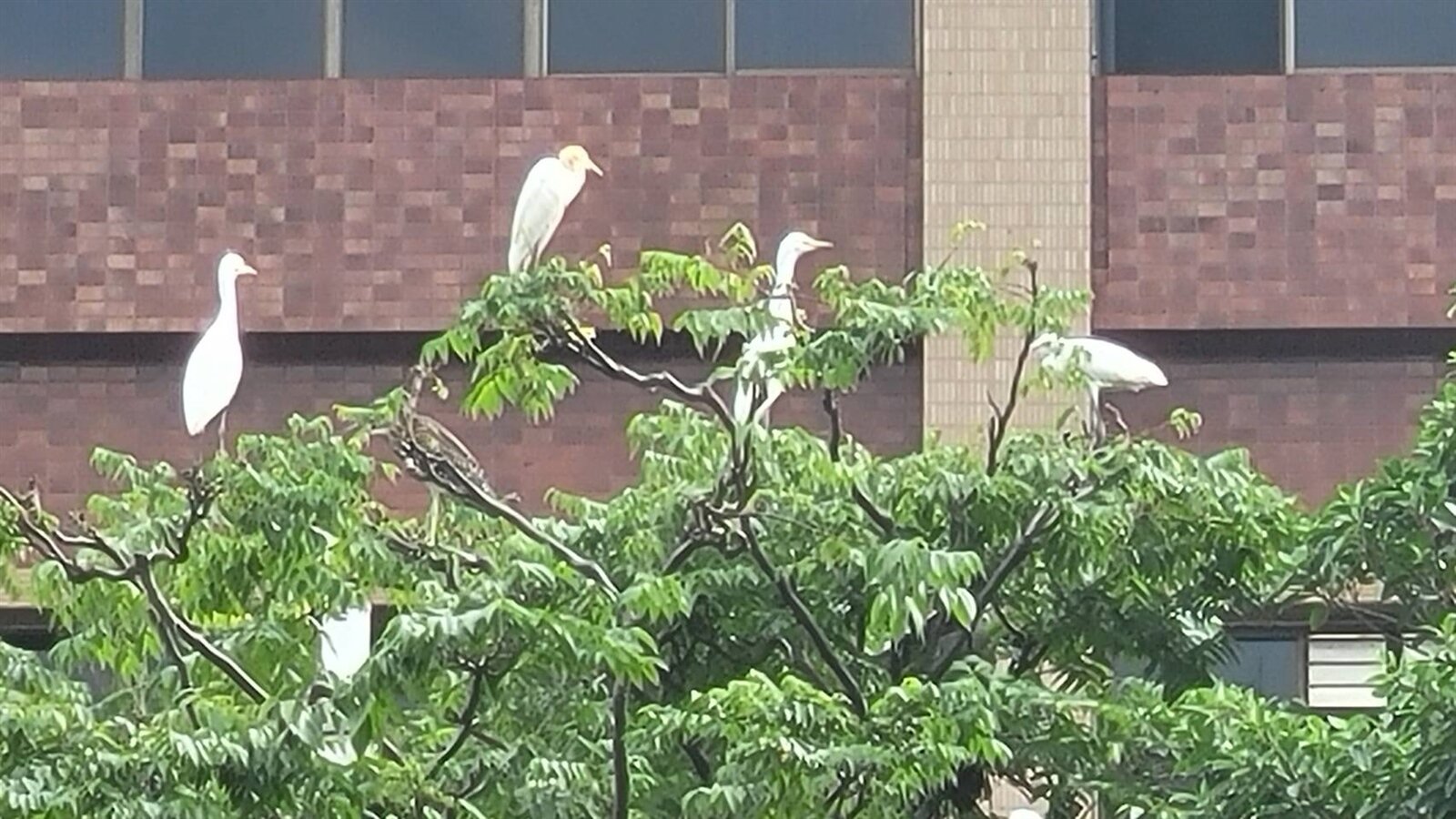 無聊試槍竟拿瓦斯槍射田寮河畔白鷺鷥,2男共被罰1萬1。記者游明煌/攝影