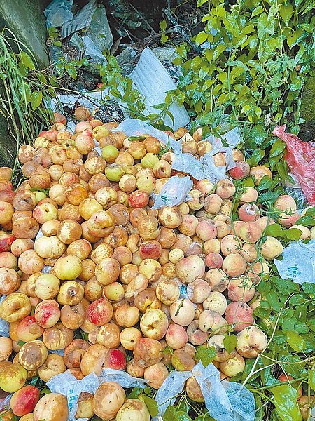 中度颱風「卡努颱風」逐漸遠離台灣，不過梨山地區連日降雨，加上聯外道路阻塞，農產品耗損率升高，令果農擔憂。（立委江啟臣辦公室提供／潘虹恩台中傳真）
