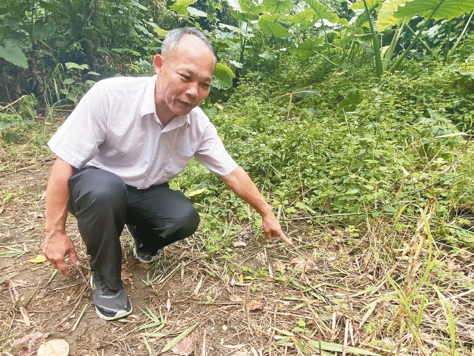 彰化縣社頭鄉清水岩十八彎古道前晚被棄置2千多隻鵪鶉,逾半已死亡,社頭鄉代會主席陳慶福呼籲民眾提供相關線索給警方或縣府動防所,依法送辦。記者林宛諭/攝影