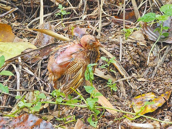 遭棄養的鵪鶉只能等死,讓人相當不忍。(民眾提供/孫英哲彰化傳真)