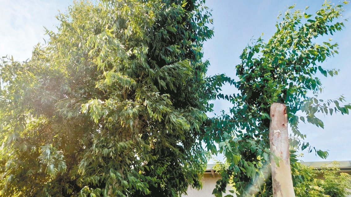 苗栗縣審計室旁4棵檸檬尤加利樹去年底遭斷頭式修剪，審計室要求縣府檢討行道樹栽植維護及公園管理制定相關自治條例。記者范榮達／攝影 