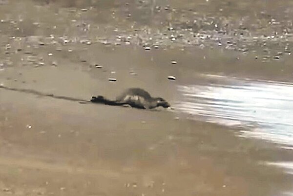 屏東旭海沙灘驚見海豹現蹤,海生館直言,相當少見。(潘姓民眾提供/林和生屏東傳真)