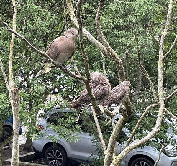 彰化縣郭姓女子到社頭鄉清水岩古道放生鵪鶉等鳥類，其中斑鳩被放生後飛到鄰近樹上。圖／民眾提供