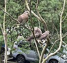 祈福變造罪　鵪鶉死了上百隻竟是因為「放生」