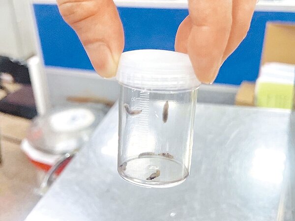 台中1名臥床婦人疑因耳垢未清，昆蟲或蒼蠅跑進去產卵，醫師從耳內捉出7隻蛆。（大甲李綜合提供／陳淑娥台中傳真）