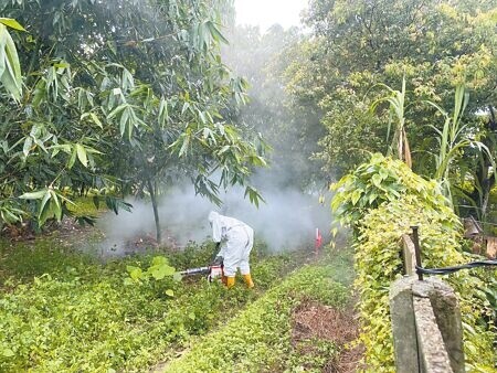 
古坑鄉荷苞山周圍竹園的病媒蚊密度頗高。（周麗蘭攝）
