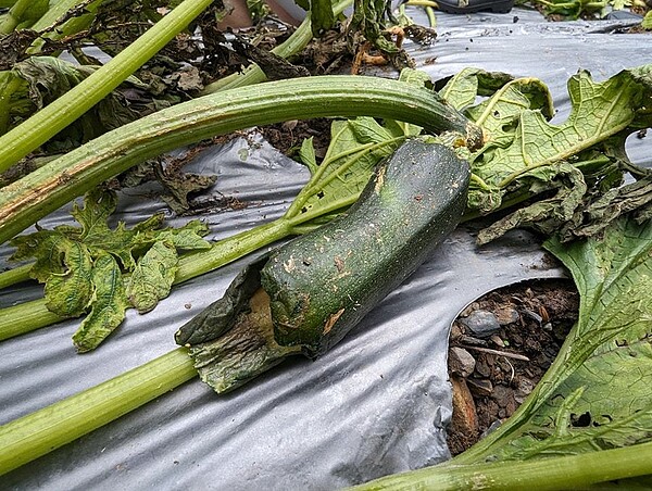 南投縣仁愛鄉櫛瓜已經可收成，卻因豪雨泡水腐爛，農民損失慘重。圖／農業部提供