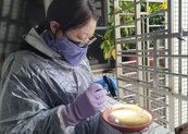 台南登革熱破千例　雨天蚊子躲戶內化學防治搶時效