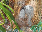 壽山成登革熱疫區　衛生局要求補樹洞