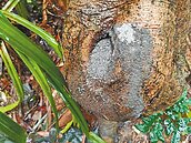 壽山成登革熱疫區　衛生局要求補樹洞