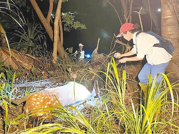 墾丁國家公園內被發現2具無頭梅花鹿屍體,其中1隻疑被活體斷頭。圖/屏東環盟理事張怡提供