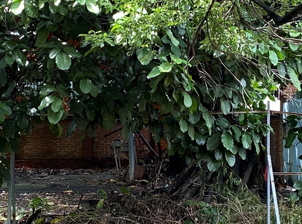 國有財產署出租於屏東市自立路土地，承租人未善盡管理人責任，恐孳生病媒蚊，現場環境髒亂，屏東縣政府環保局派員稽查後，將依違反廢棄物清理法第11條重罰上限6000元。圖／屏東縣環保局提供