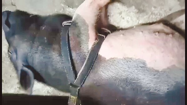 台東1頭4個月大的混種麝香偷喝小米酒，醉倒昏睡了6小時，醒後怕聞酒味。（讀者提供／蕭嘉蕙台東傳真）（喝酒過量有害健康）