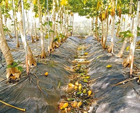 雙颱帶來連日雨勢造成高雄美濃區木瓜水傷嚴重，農民損失慘重。（林雅惠攝）